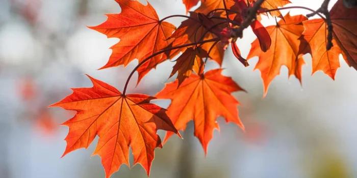 CALENDRIER AUTOMNE et NOËL 2025