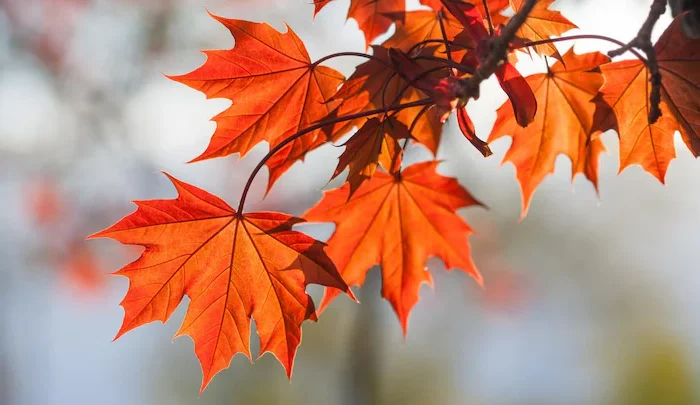 CALENDRIER AUTOMNE et NOËL 2025