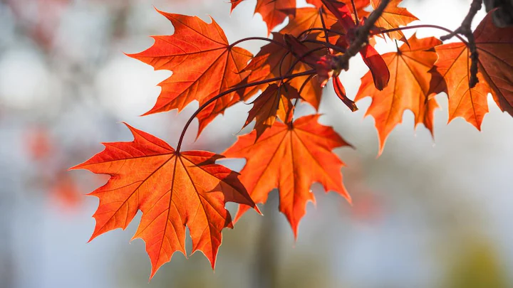 CALENDRIER AUTOMNE et NOËL 2025