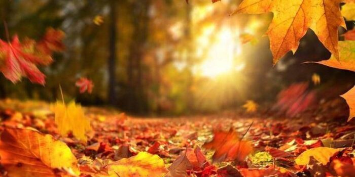 Calendrier AUTOMNE et NOËL 2026