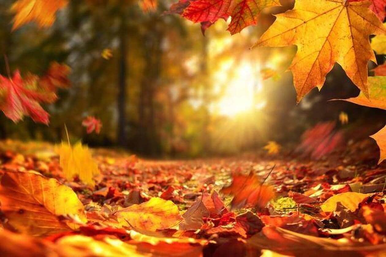 Calendrier AUTOMNE et NOËL 2026